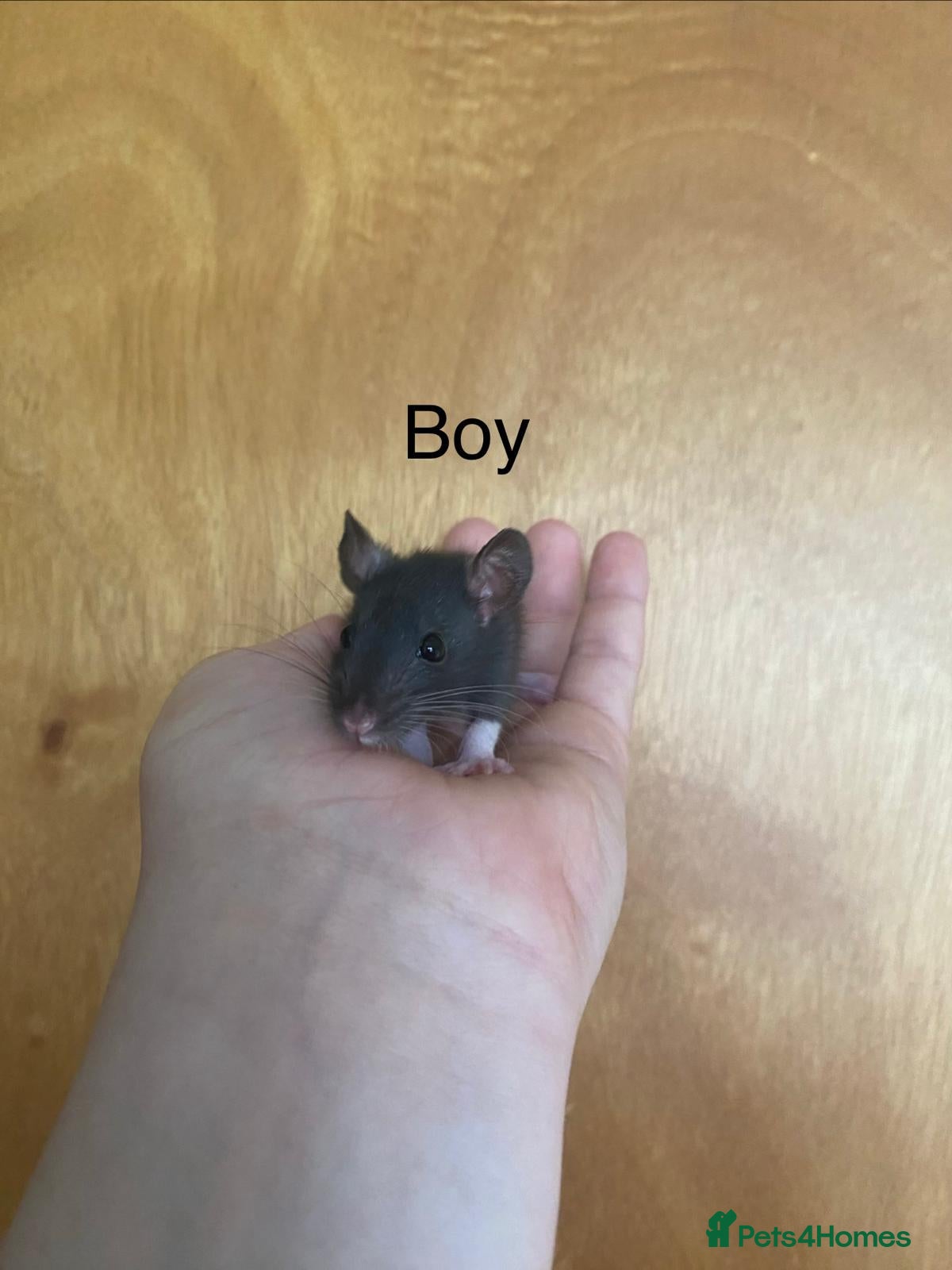 Rat rodents for sale: Mixed sexed baby rats in Chelmsford - Advert 34