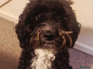 Cockapoo dogs Cockapoo Male Black F1 - 4 years old - Advert 3