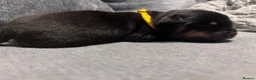 Rottweiler dogs for sale: ELITE KC REGISTERED GERMAN ROTTWEILER PUPPIES  - Advert 12