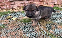 German Shepherd dogs for sale: Chunky GSD puppies from health tested parents  - Image 6