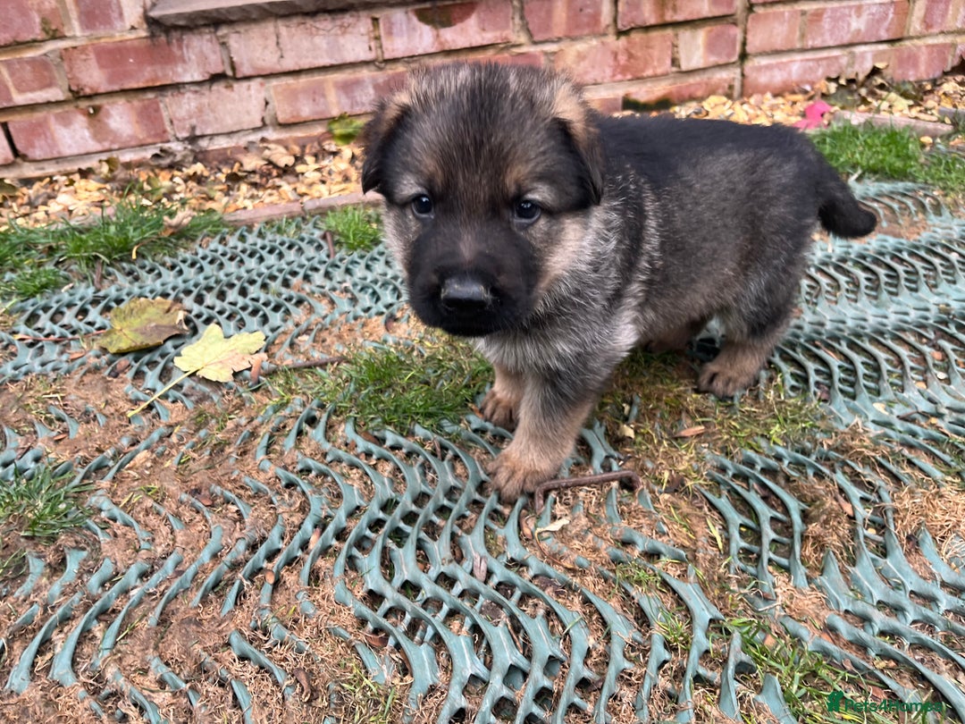 German Shepherd dogs for sale: Chunky GSD puppies from health tested parents  - Image 6