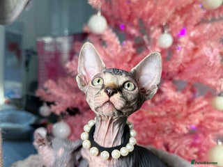 Sphynx cats 🌟 Stunning Sphynx & Elf Kittens - Advert 6