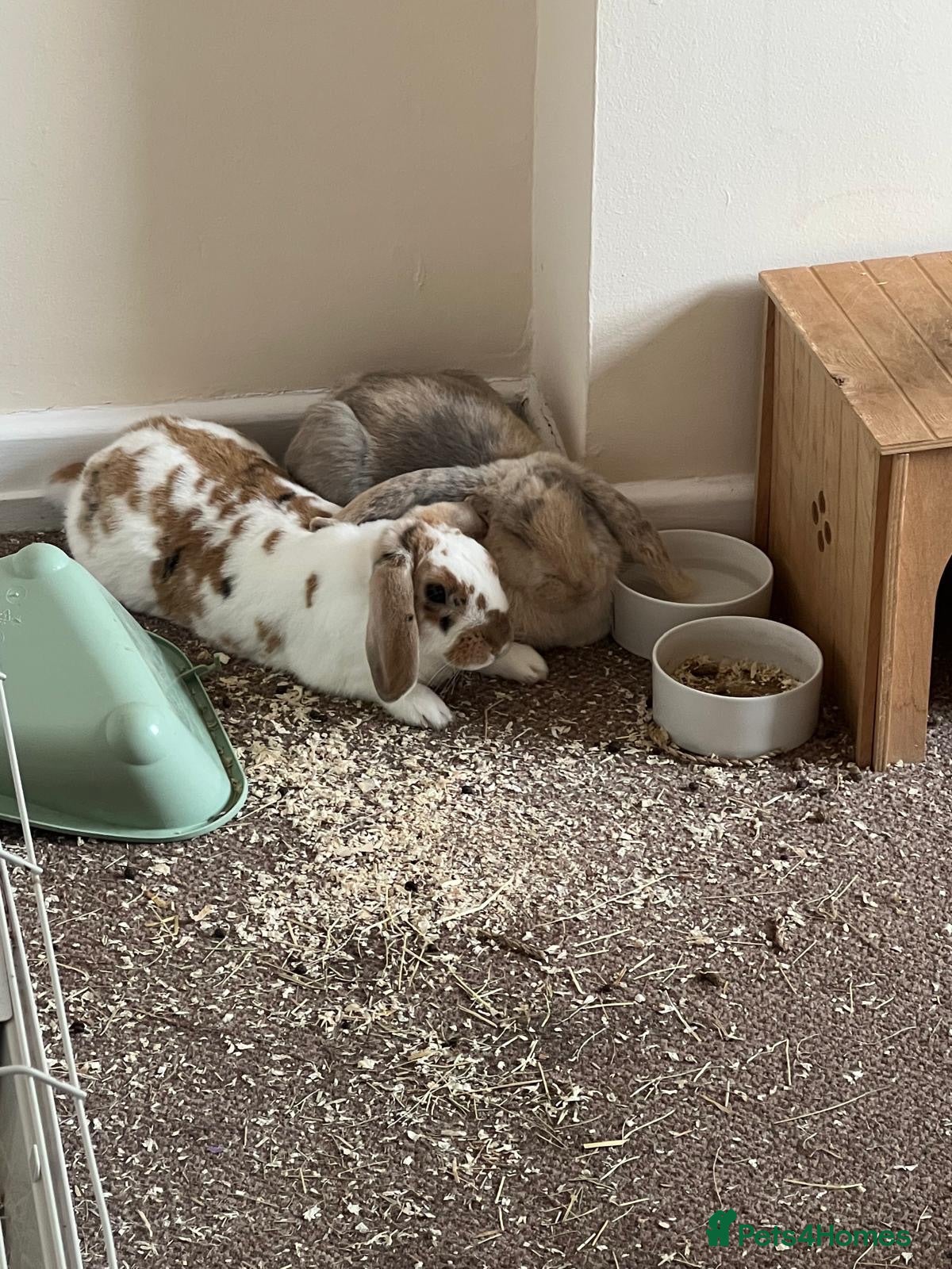 Mixed Breed rabbits Beautiful bonded rabbit pair - Advert 5
