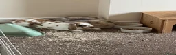 Mixed Breed rabbits for sale: Beautiful bonded rabbit pair in Cradley Heath - Advert 1