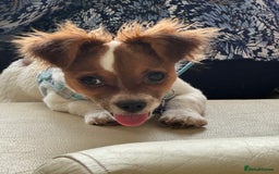Mixed Breed dogs for sale: Gorgeous chihuahua x Jack russel for sale  - Image 5