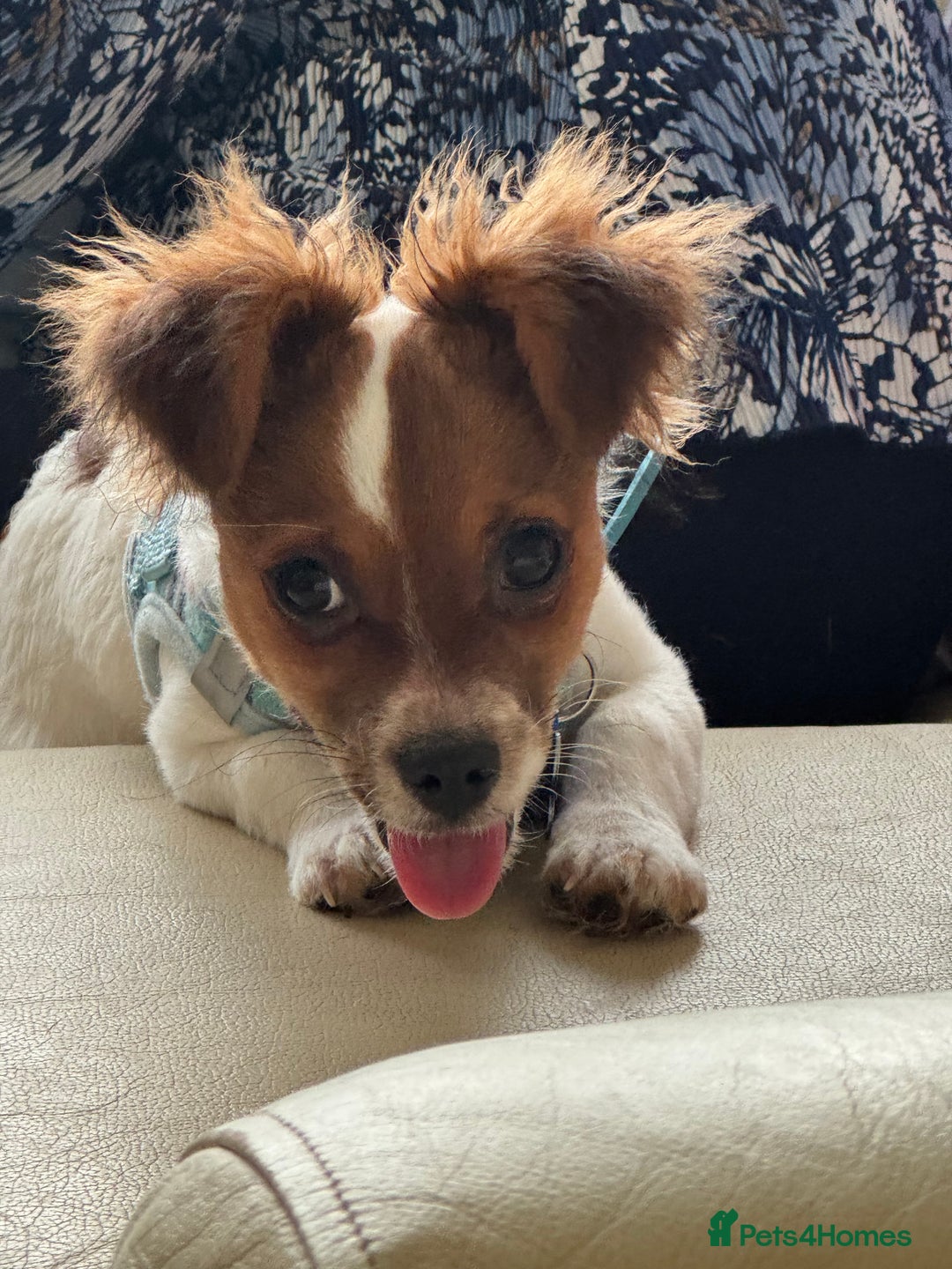 Mixed Breed dogs for sale: Gorgeous chihuahua x Jack russel for sale  - Image 5