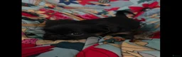 Griffon Bruxellois dogs for sale: Stunning Griffon Bruxellois puppies KC registered - Advert 24
