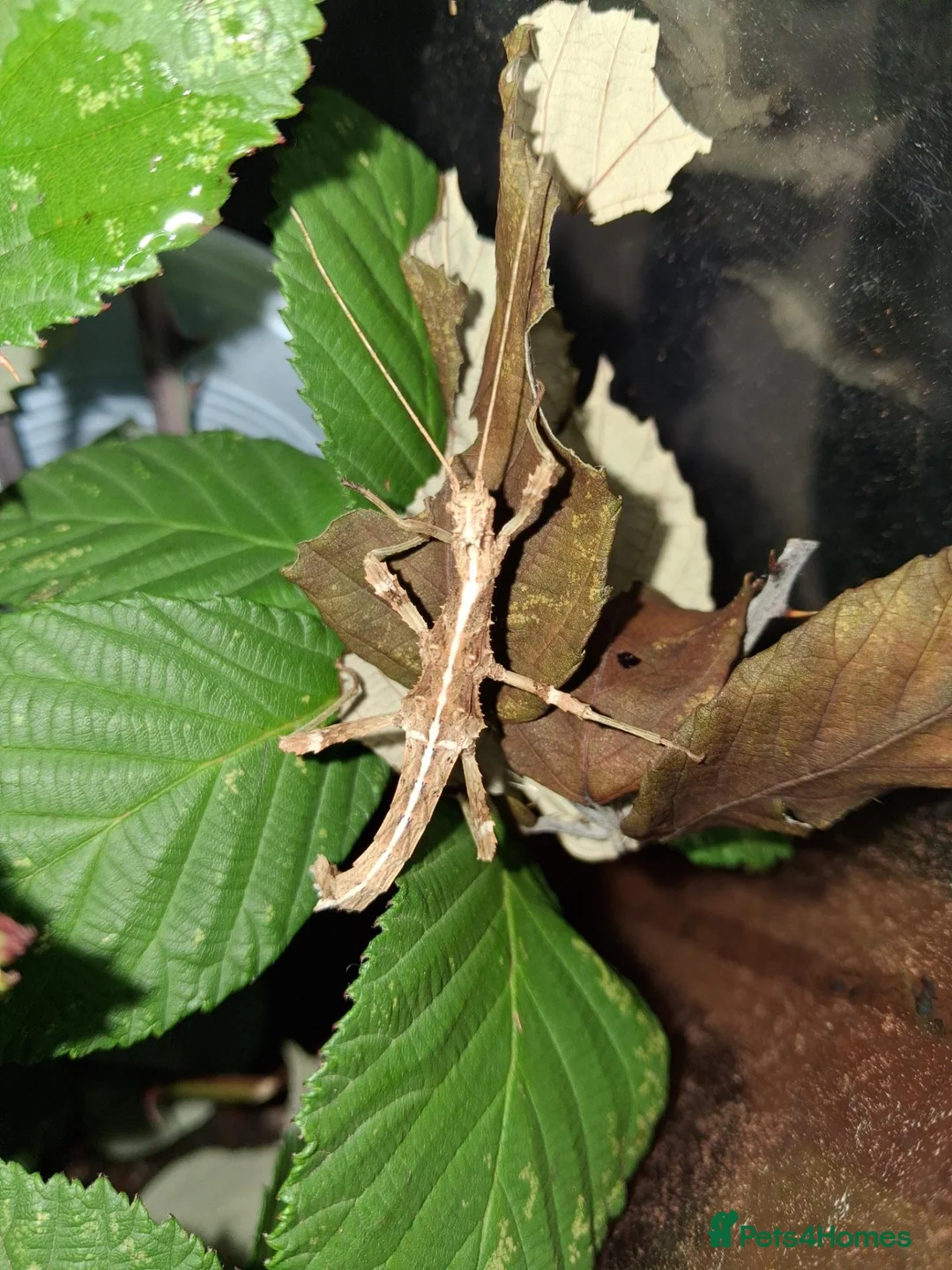 Stick Insects invertebrates for sale: Stick insects babies and adults - Advert 7