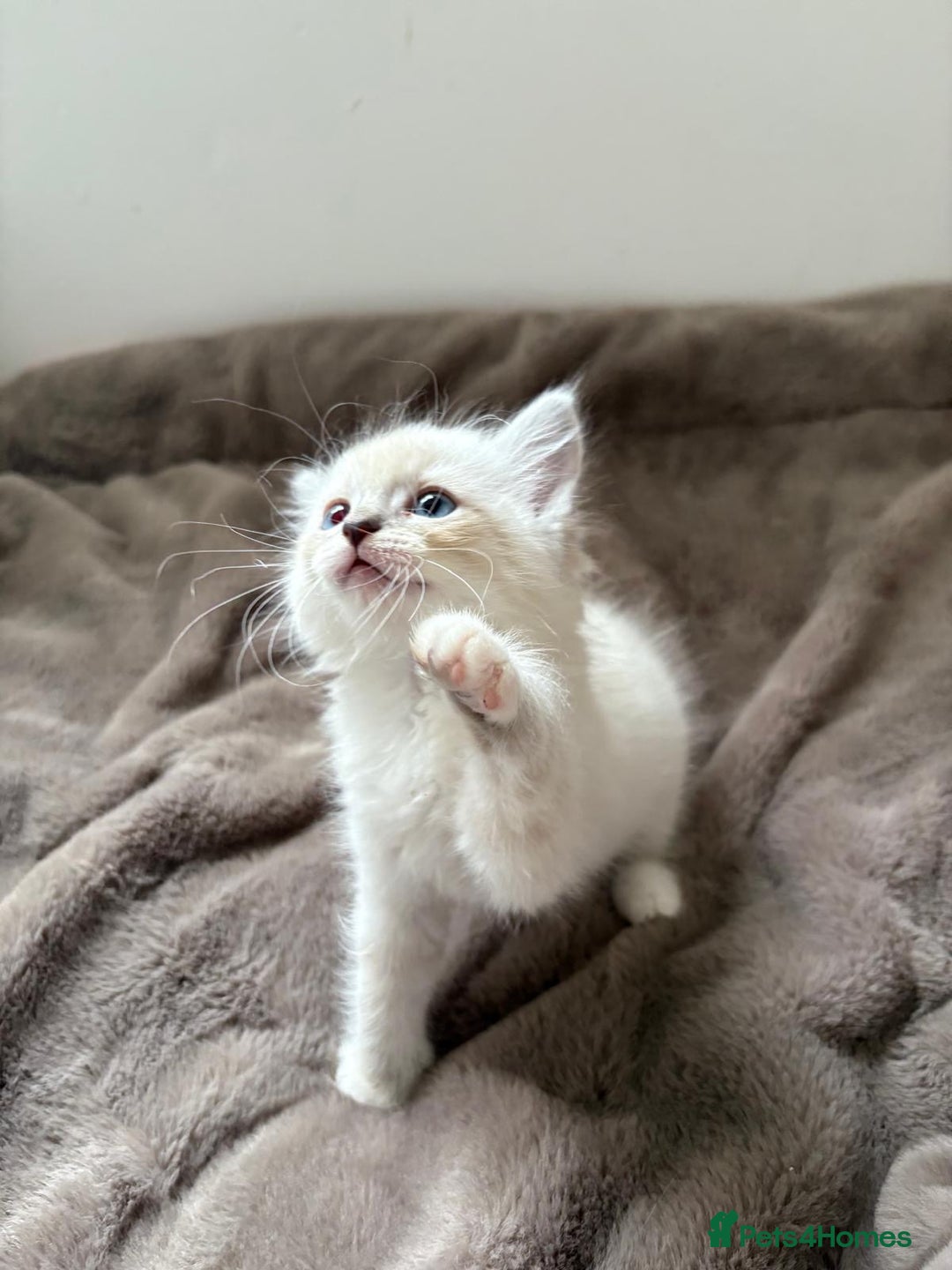 Ragdoll cats for sale: Ragdoll Blue pointed kitten Ready to go  - Image 4