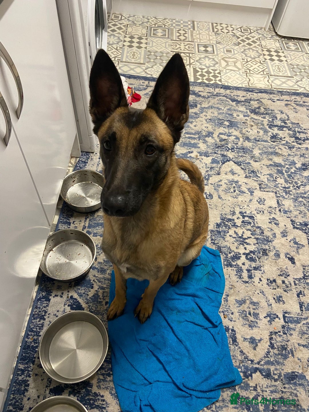 Mixed Breed dogs for sale: REHOME - 1 year old female Mali  - Advert 3