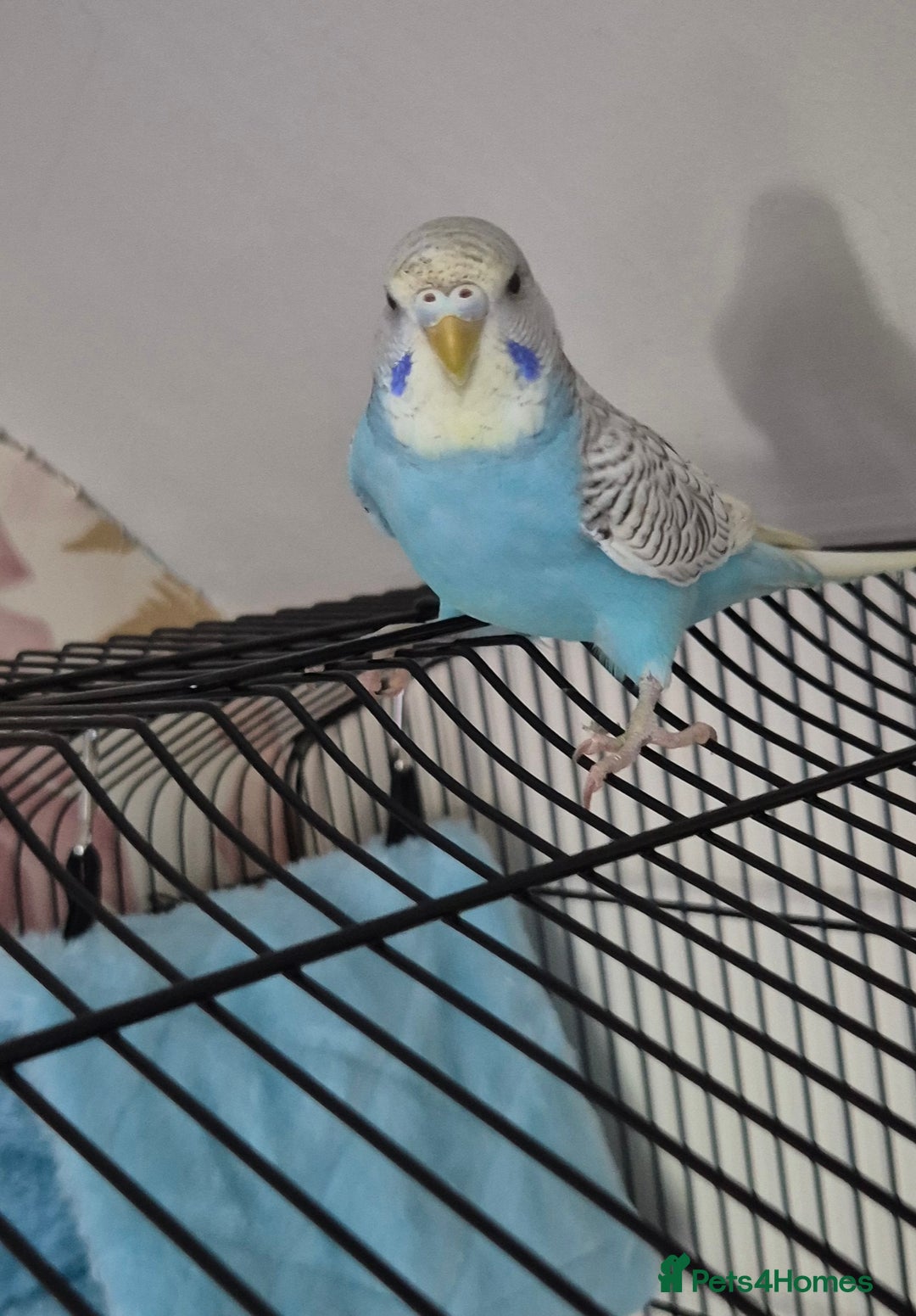 Budgerigars birds for sale: Budgie for sale - Image 3