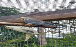 Budgerigars birds for sale: Baby Budgies In Warlingham (Ready 10th August) - Image 6