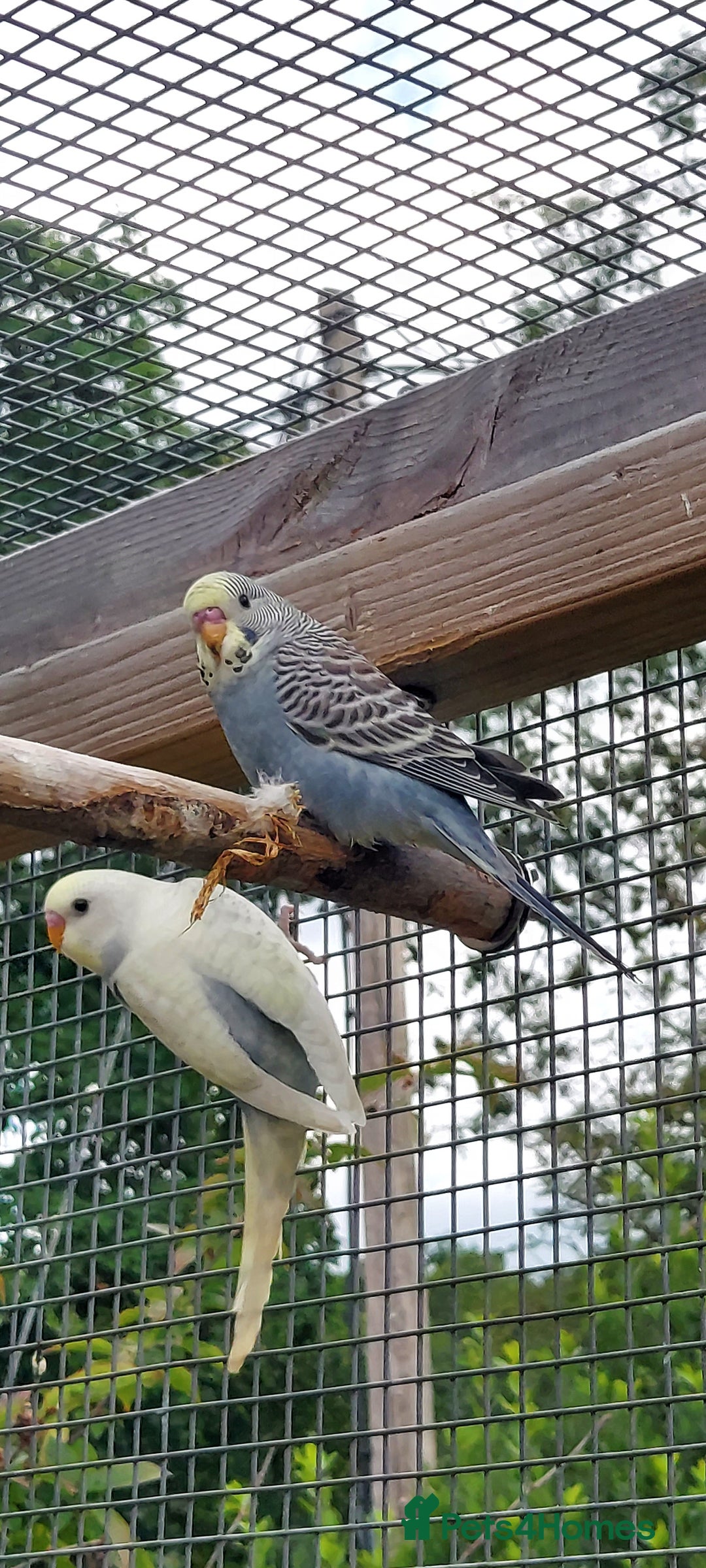Budgerigars birds for sale: Baby Budgies In Warlingham (Ready 10th August) - Image 6