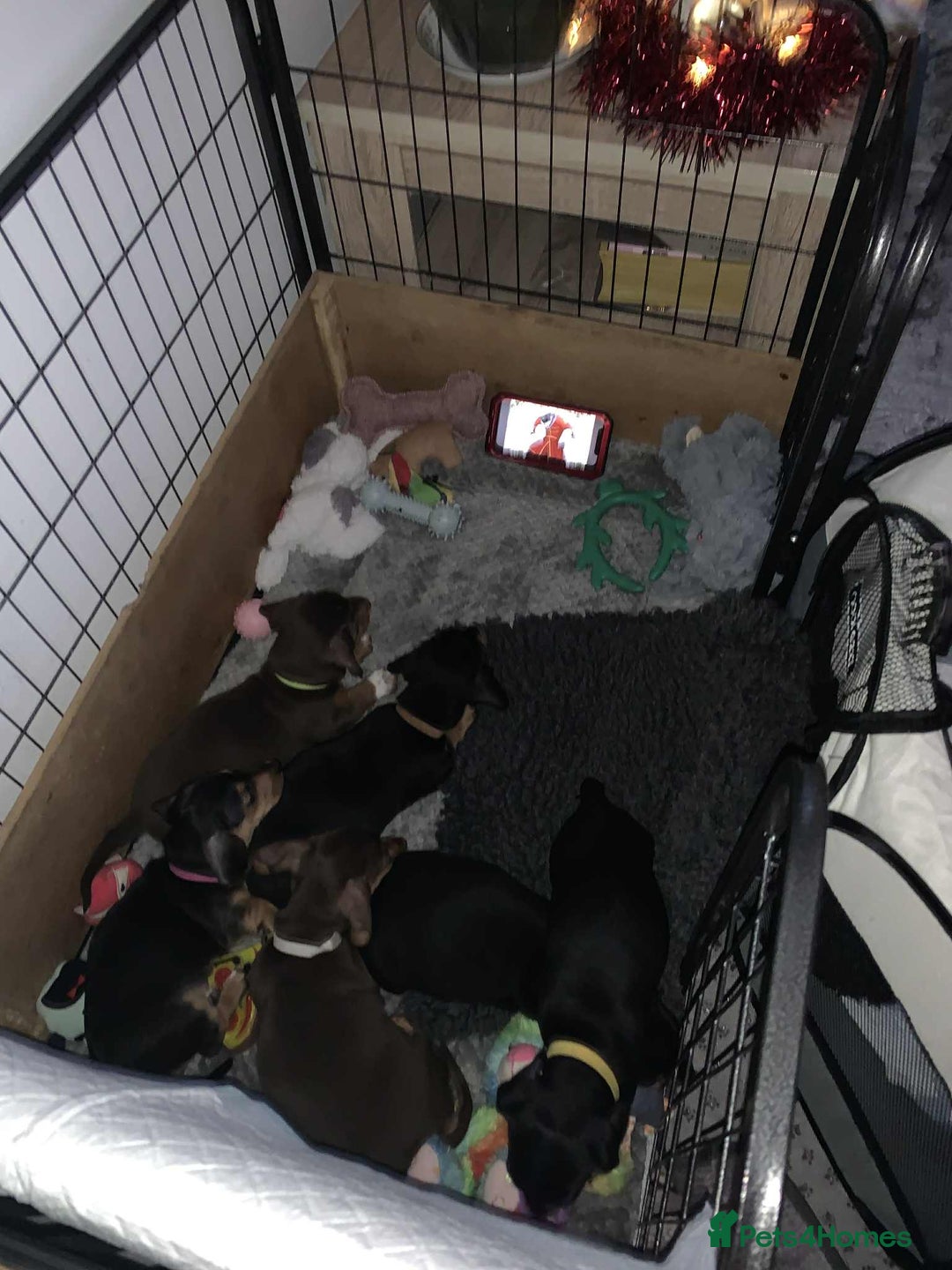 Miniature Dachshund dogs for sale: Miniature Dachshund's   - Advert 12