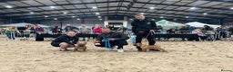 French Bulldog dogs for stud: 💥3x Ch Rocky of Empire OB UK💥FBCE Silver Tested in Doncaster - Advert 20