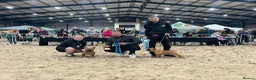 French Bulldog dogs for stud: 💥3x Ch Rocky of Empire OB UK💥FBCE Silver Tested in Doncaster - Advert 20