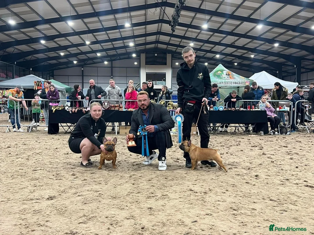 French Bulldog dogs for stud: 💥3x Ch Rocky of Empire OB UK💥FBCE Silver Tested in Doncaster - Advert 20