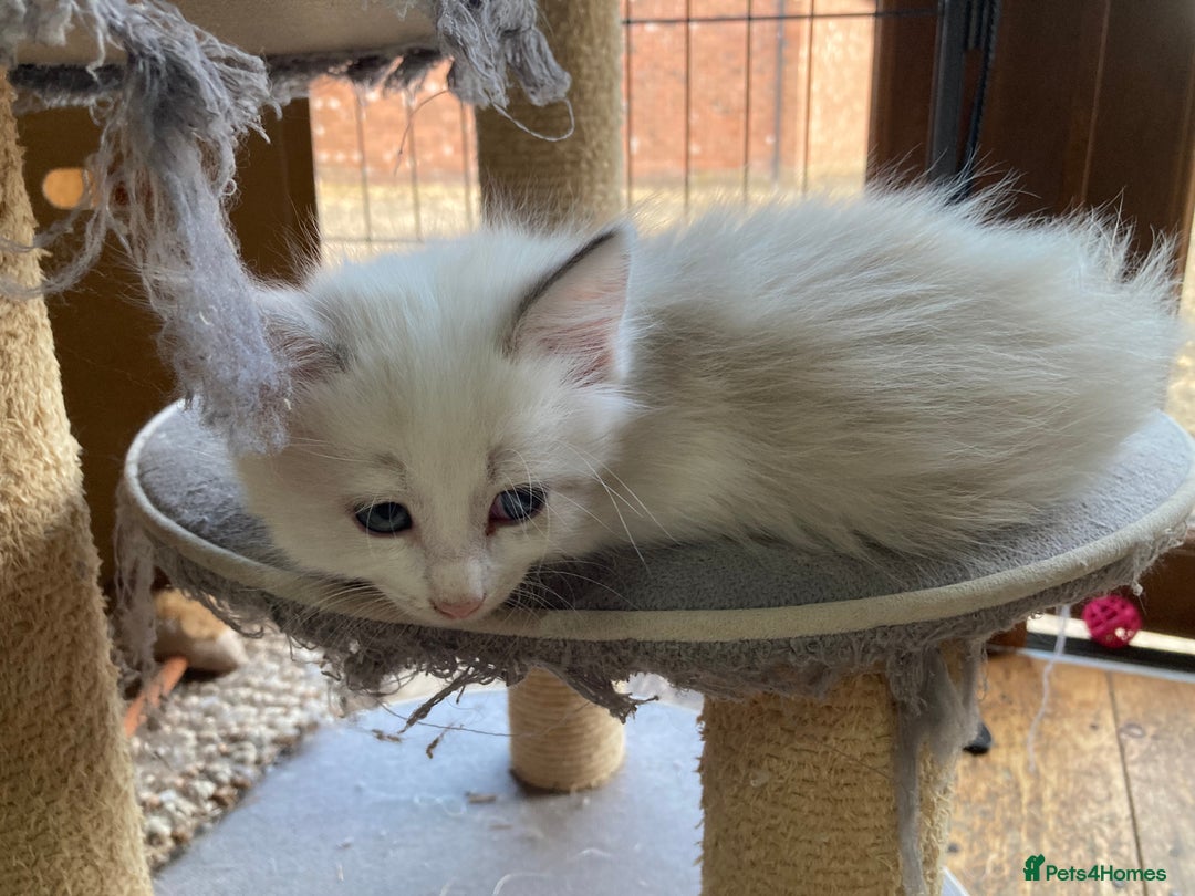 Ragdoll cats for sale: Ragdoll Kittens in Boston - Image 23
