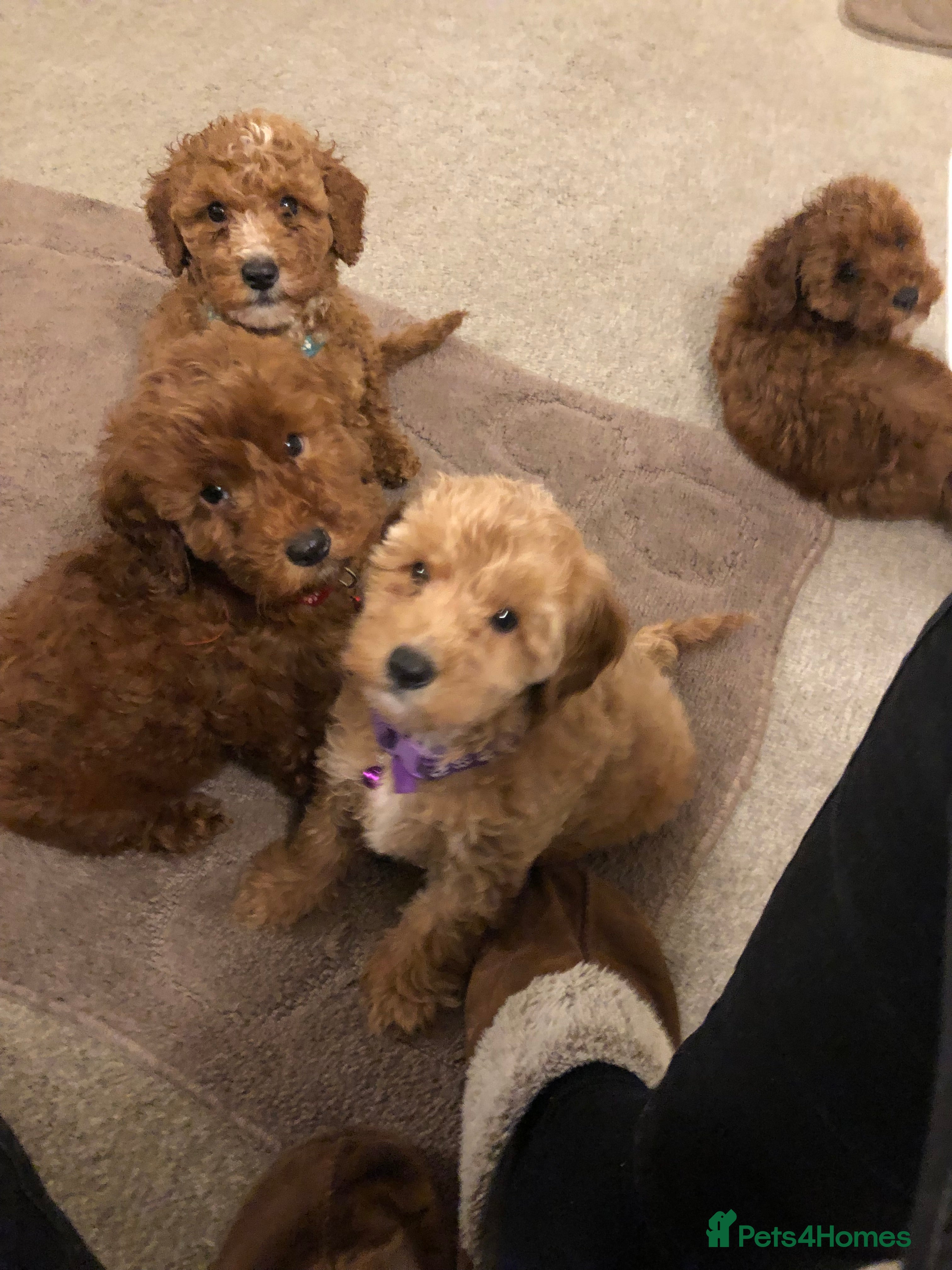 Cockapoo dogs Ready now cockapoos - Advert 9