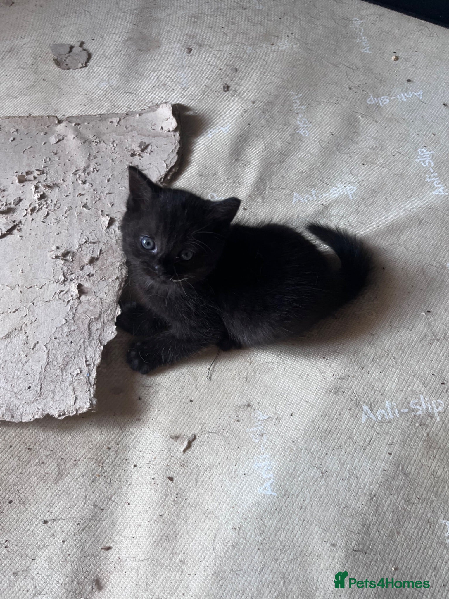 Mixed Breed cats Half Persian kittens 1 boy 3 females - Advert 2