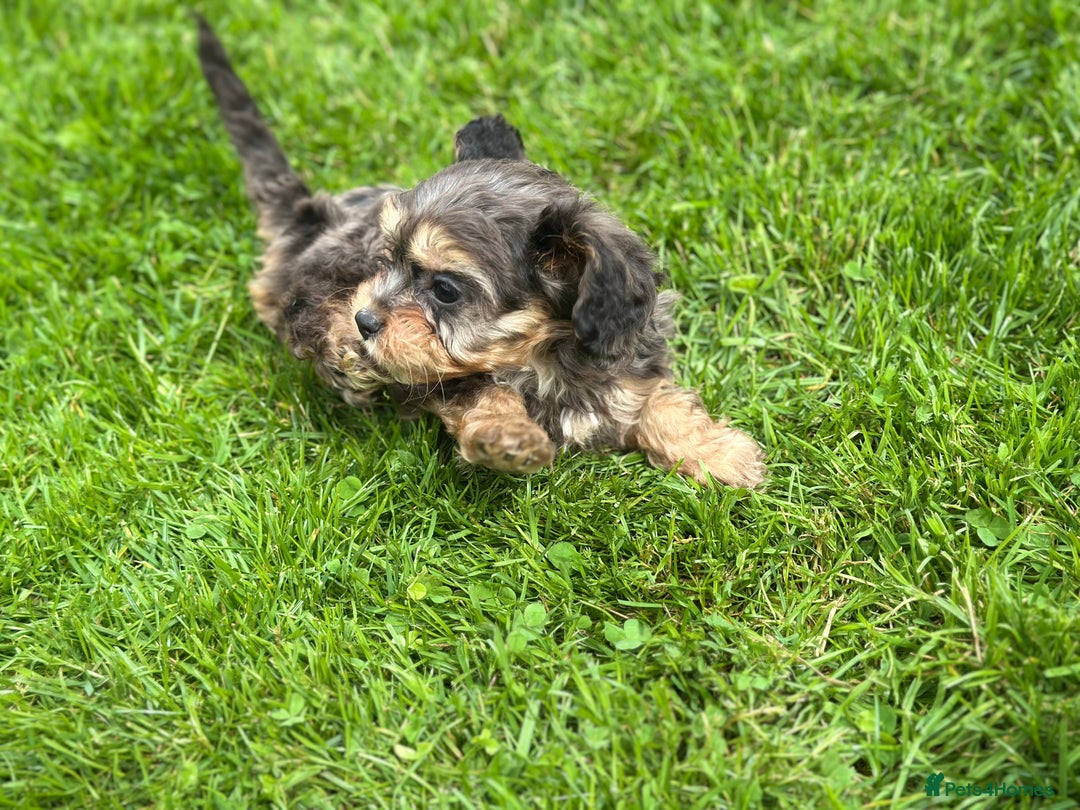 Cavapoo dogs for sale: Top Class Cavapoo pups  - Image 4
