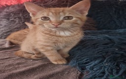Mixed Breed cats for sale: 3 Ginger and 3 Callico kittens - Image 4