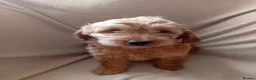 Cockapoo dogs for sale: Pedigree Cockerpoos in Dundee - Advert 7