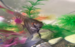Angelfish fish for sale: Marble angelfish for sale - Image 3