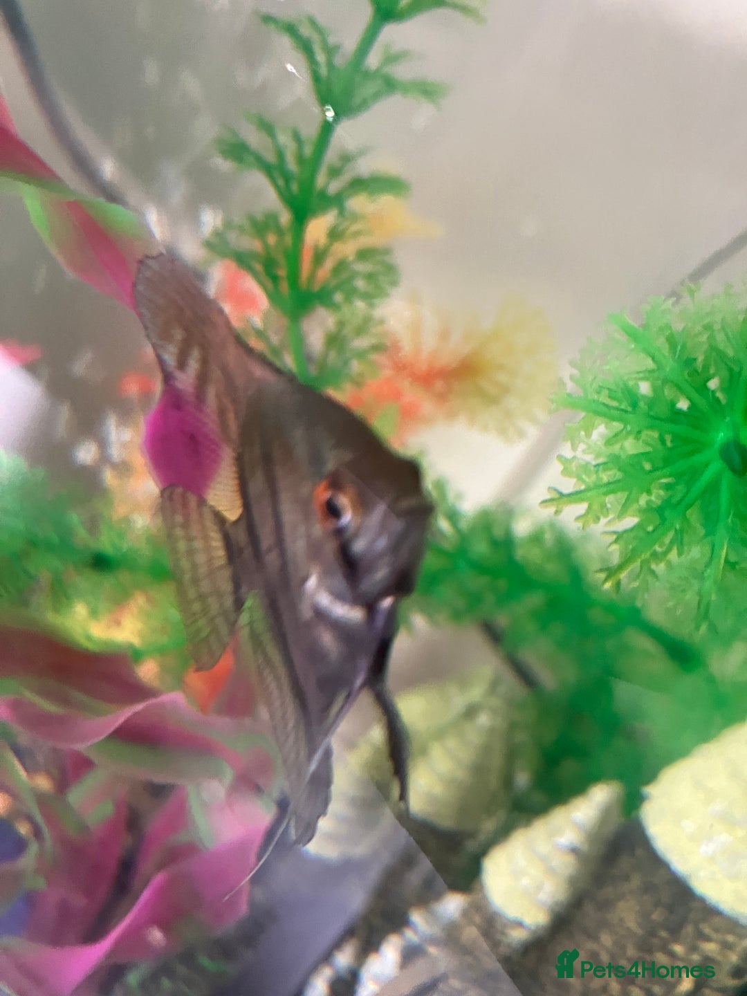 Angelfish fish for sale: Marble angelfish for sale - Image 3