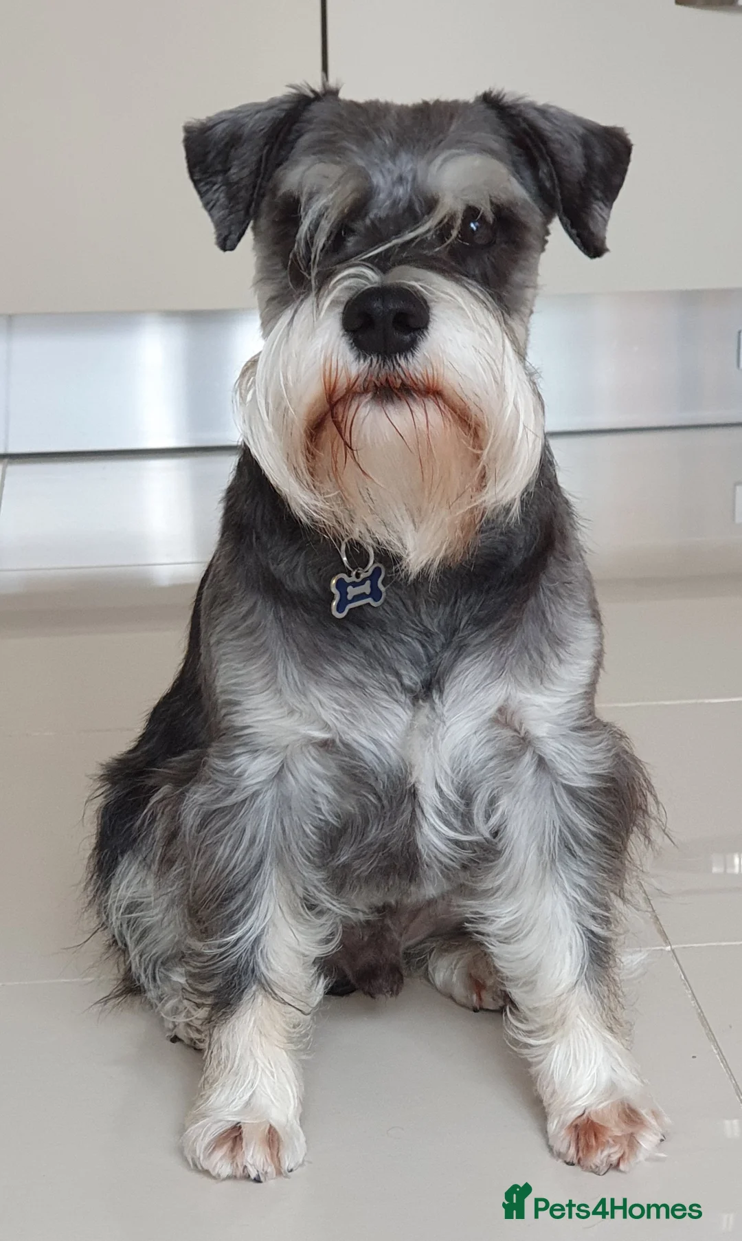 Miniature Schnauzer dogs for stud: Handsome black and silver Miniature Schnauzer  in Cambridge - Advert 11