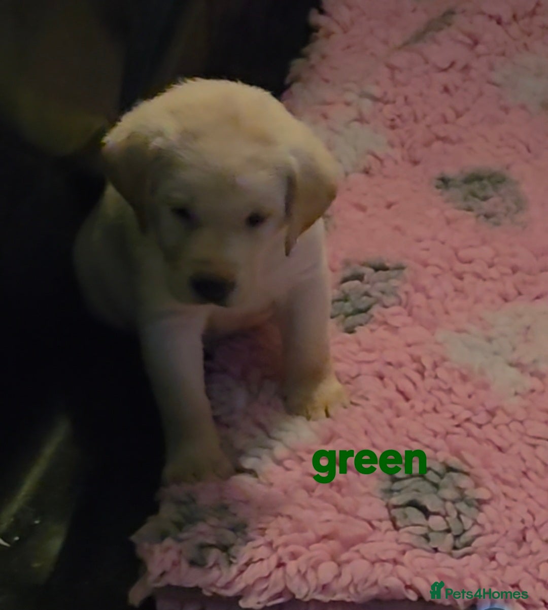 Labrador Retriever dogs Stunning golden labrador pups from strong lines   - Advert 1