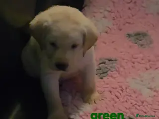 Labrador Retriever dogs Stunning golden labrador pups from strong lines - Advert 1