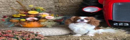 Cavalier King Charles Spaniel dogs for sale: Pedigree Cavalier King Charles Spaniel Puppies - Advert 23