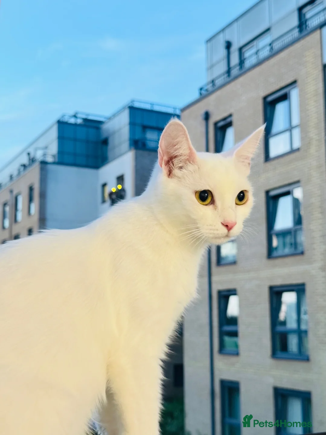 Mixed Breed cats for sale: Kitten for sale - Advert 9