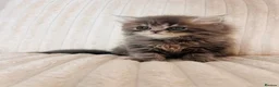 Persian cats for sale: Gorgeous Persian Kittens  - Advert 9