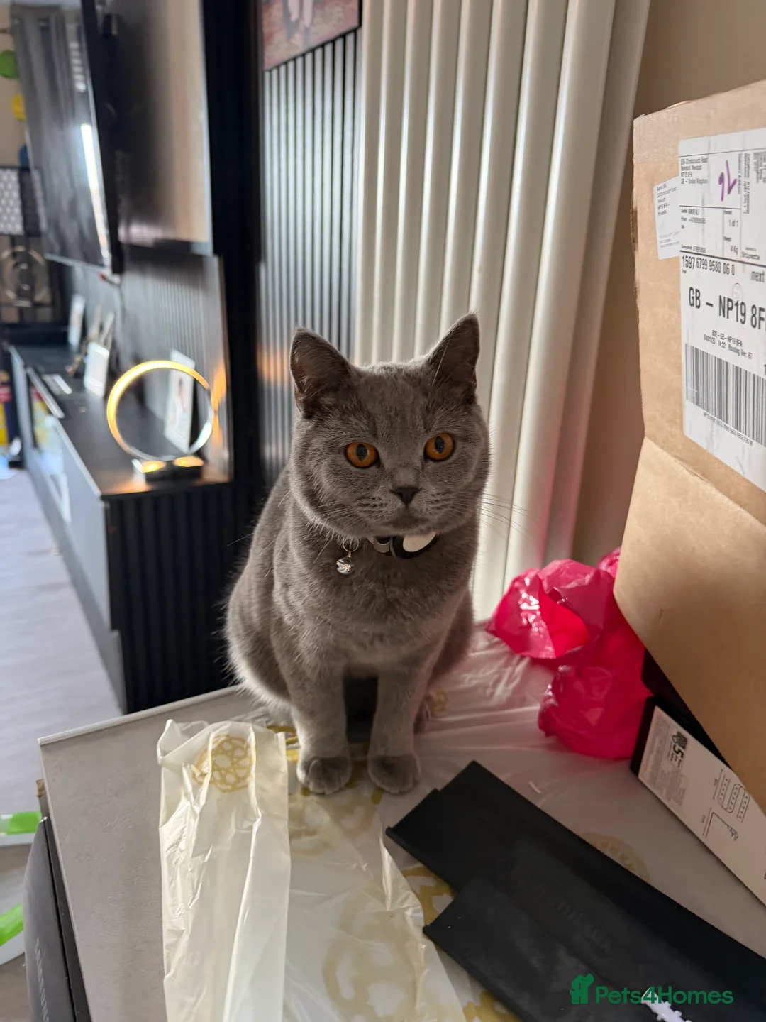 British Shorthair cats for sale: Rehoming My Cat – British Shorthair - Advert 1