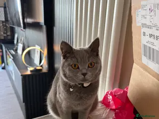 British Shorthair cats Rehoming My Cat – British Shorthair - Advert 1