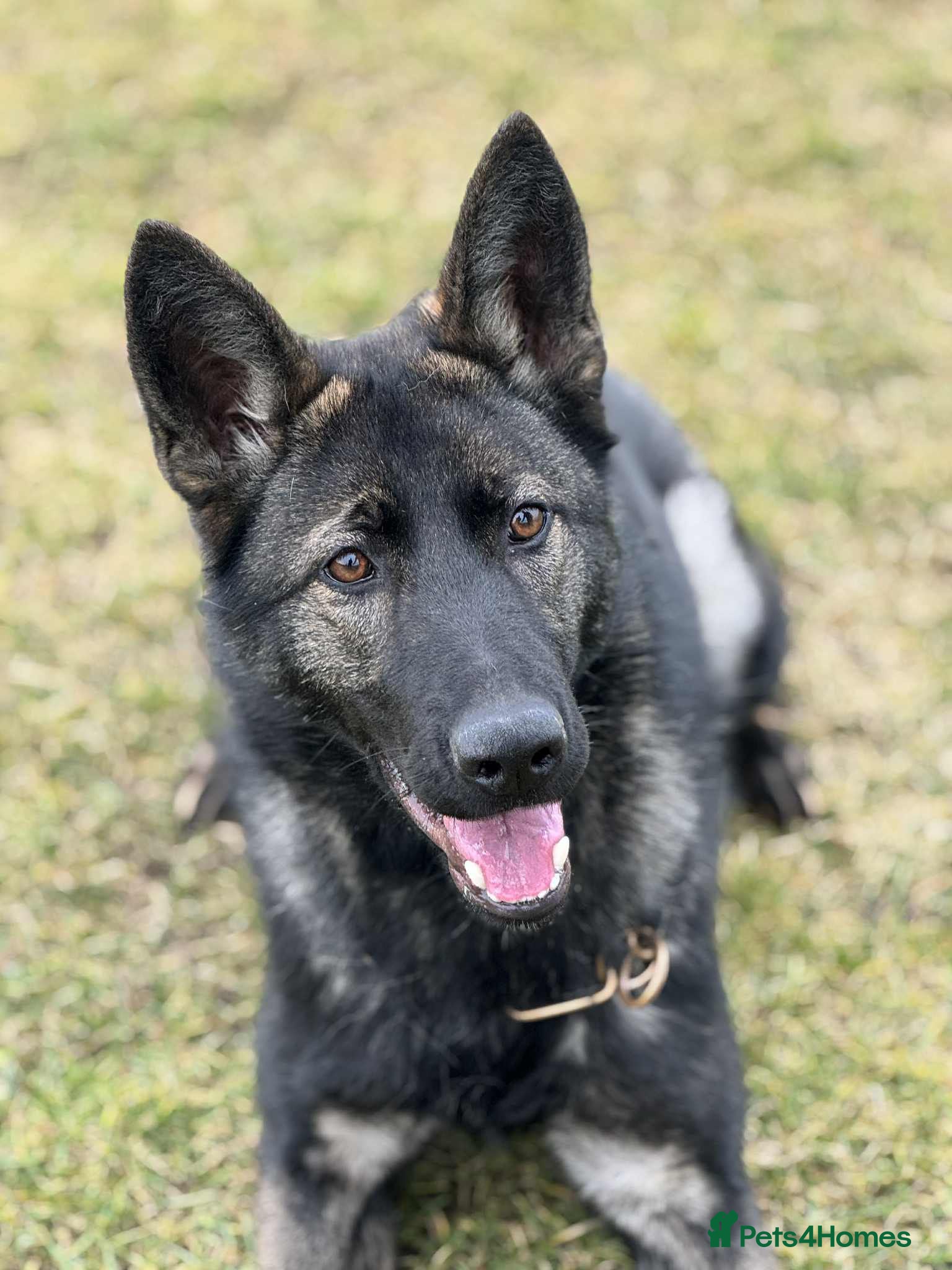 German Shepherd dogs 8 month old Slovakian import  - Advert 1