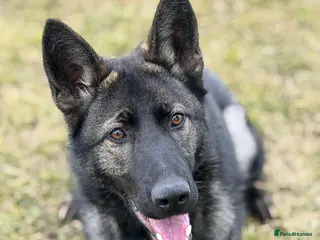 German Shepherd dogs 8 month old Slovakian import - Advert 3