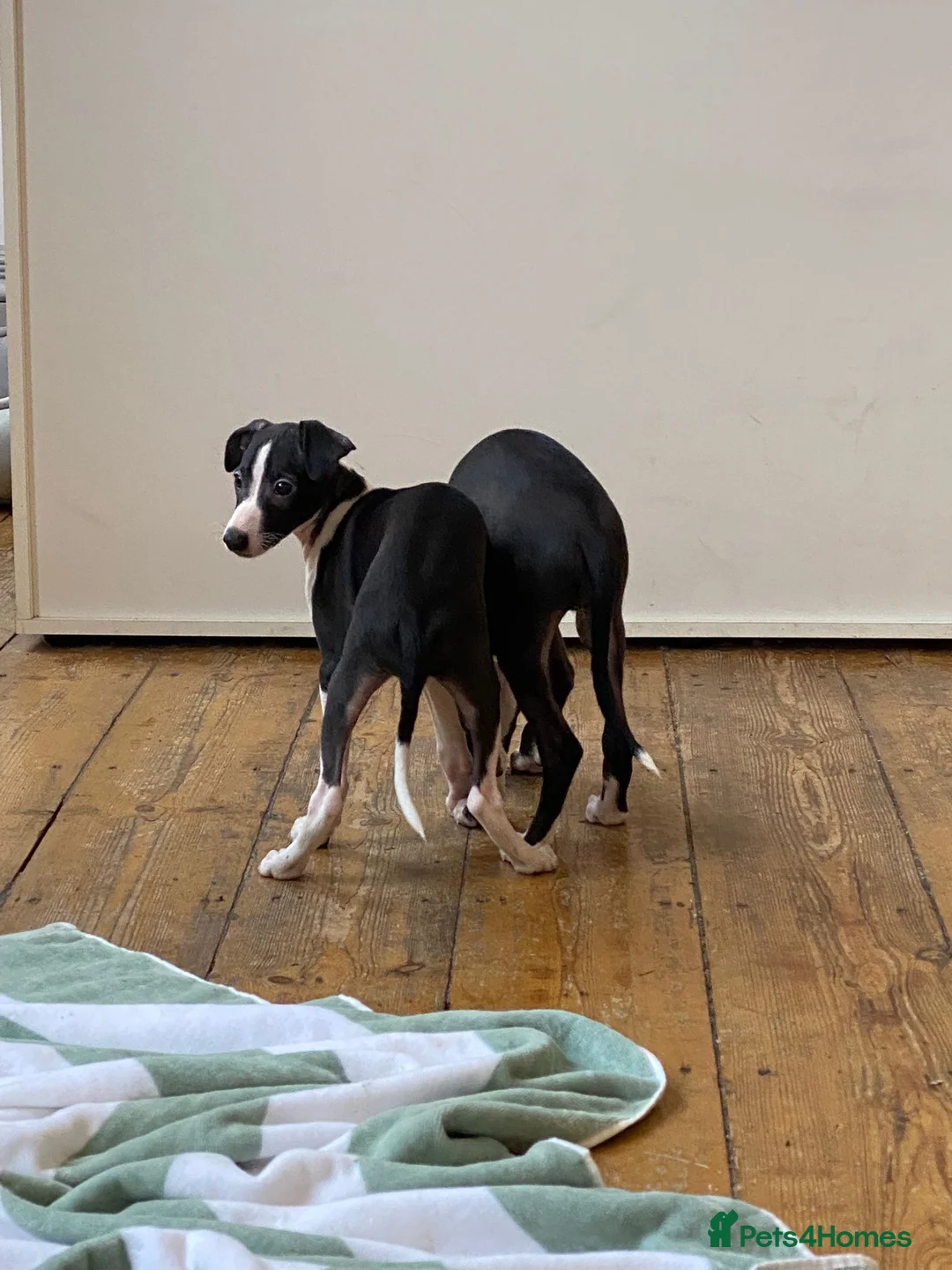 Italian Greyhound dogs for sale: 2 beautiful boy Iggys looking for their new home - Advert 4
