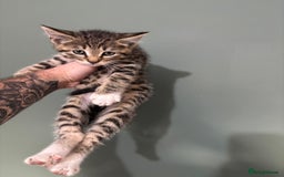Maine Coon cats for sale: 5 amazing kittens  - Image 1