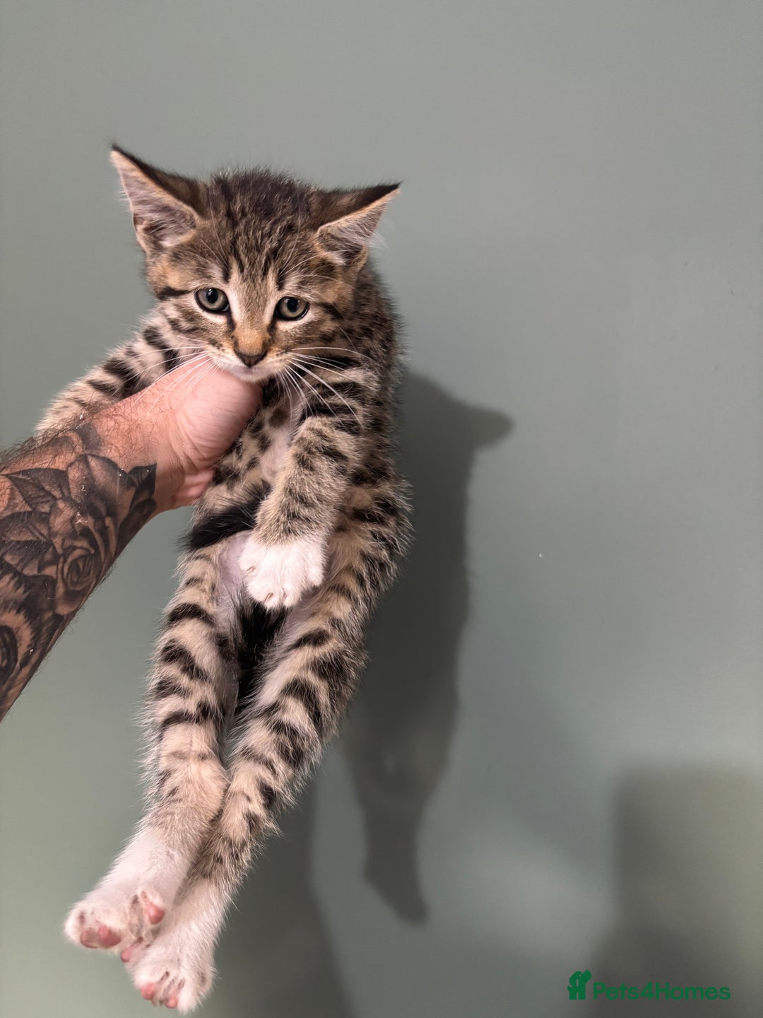 Maine Coon cats for sale: 5 amazing kittens  - Image 1