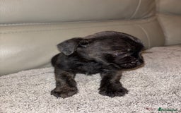 Mixed Breed dogs for sale: Rare Frenchie and Yorkie Mix litter - Image 18