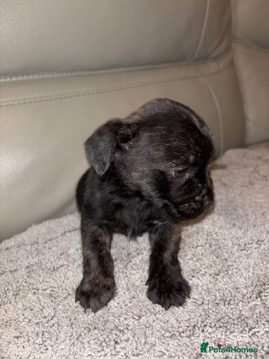Mixed Breed dogs for sale: Rare Frenchie and Yorkie Mix litter - Image 18