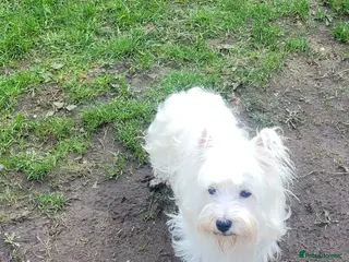 West Highland Terrier dogs KC Regist. – 3 Gorgeous Boys, Excellent Pedigree in Bootle - Advert 1