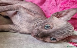 Sphynx cats for sale: Baby sphynx ready for reservation  - Image 6