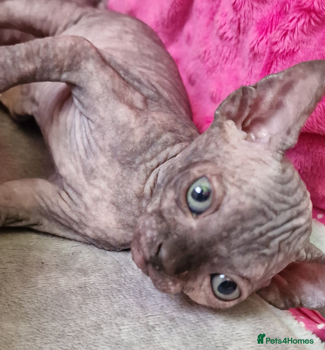 Sphynx cats for sale: Baby sphynx ready for reservation  - Image 6