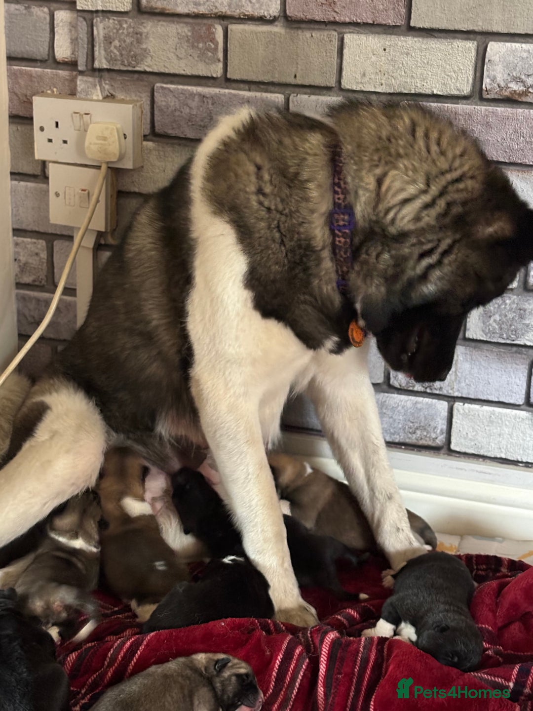 Akita dogs for sale: American bear faced akitas - Image 3