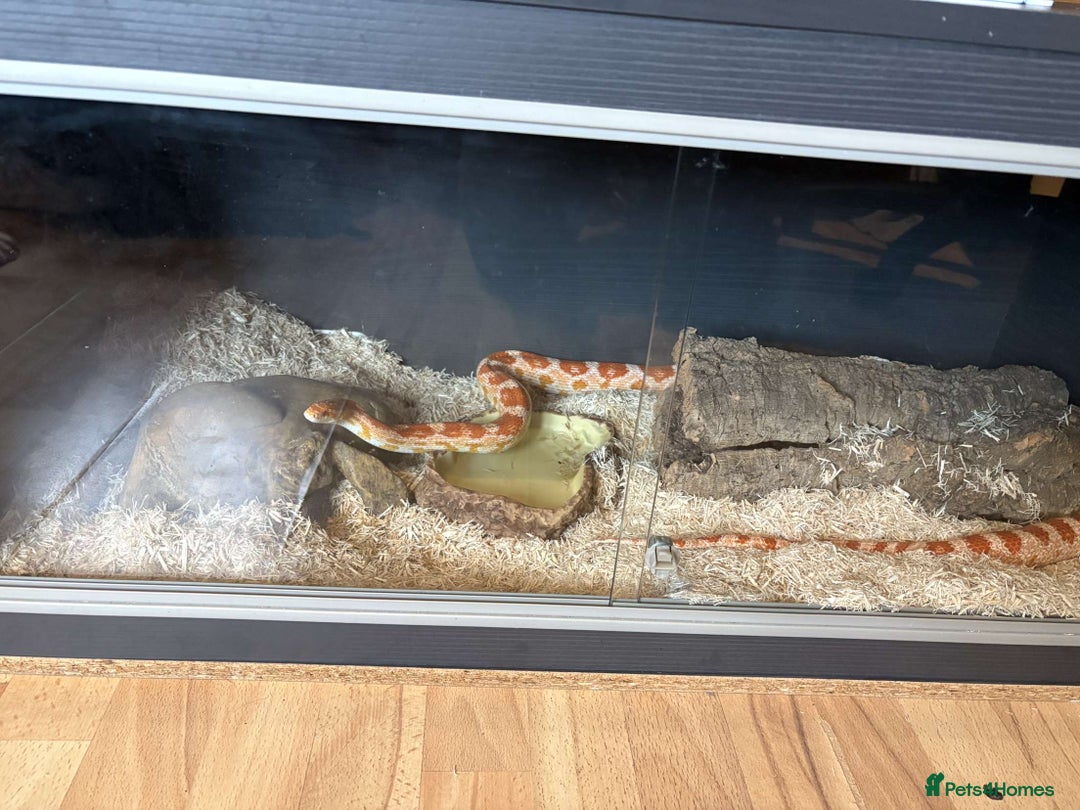 Corn Snake reptiles for sale: Corn snake + set up - Image 6