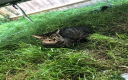 Mixed Breed cats for sale: Kitten for sale  - Image 5
